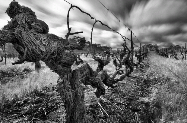 Australia oldest vines - Langmeil Freedom Shiraz 1843 – Credit Dragan Radocaj