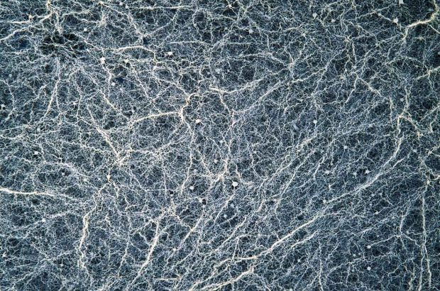 Brettanomyces yeast growing rapidly on sugars