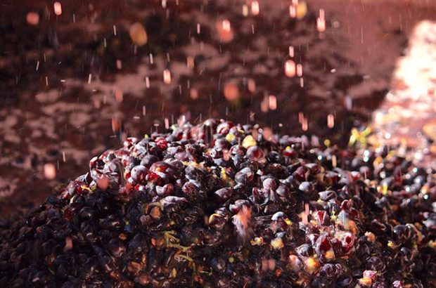 california wine harvest photos