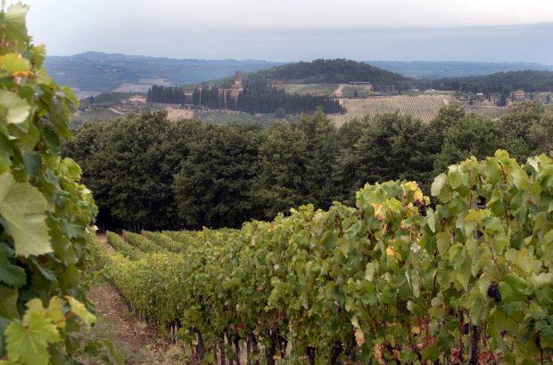 chianti-classico-vineyard-Poggio-al-Sole