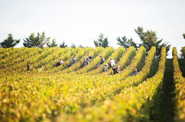 Bordeaux 2020 harvest