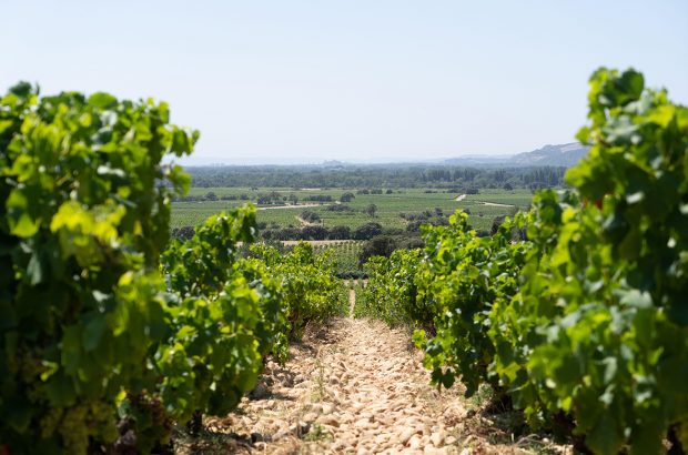 Châteauneauneuf-du-Pape 2020