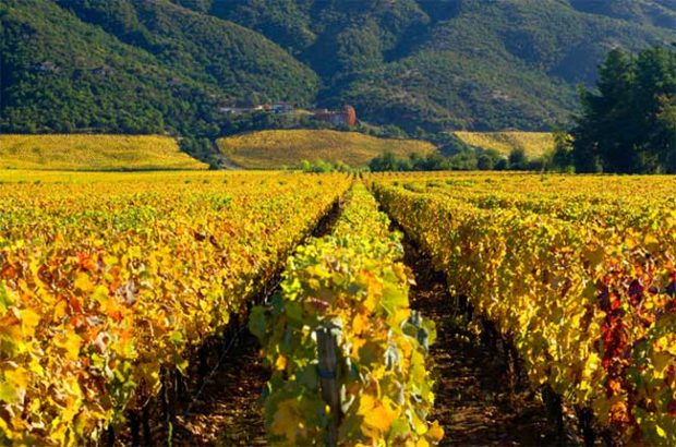 Colchagua Valley, Rapel area, Chile