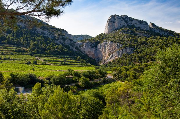 Vineyard and mountains of the Dentelles de Montmirail near Gigondas