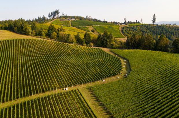 Willamette Valley Pinot Noir 2019