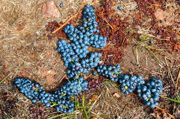 Tannat wines are making a name for themselves in Uruguay